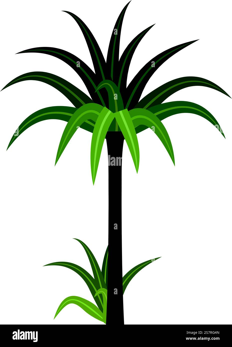 Pianta verde esotica. Albero tropicale. Palma della giungla isolata su sfondo bianco. Pianta verde esotica. Albero tropicale. Palma della giungla Illustrazione Vettoriale