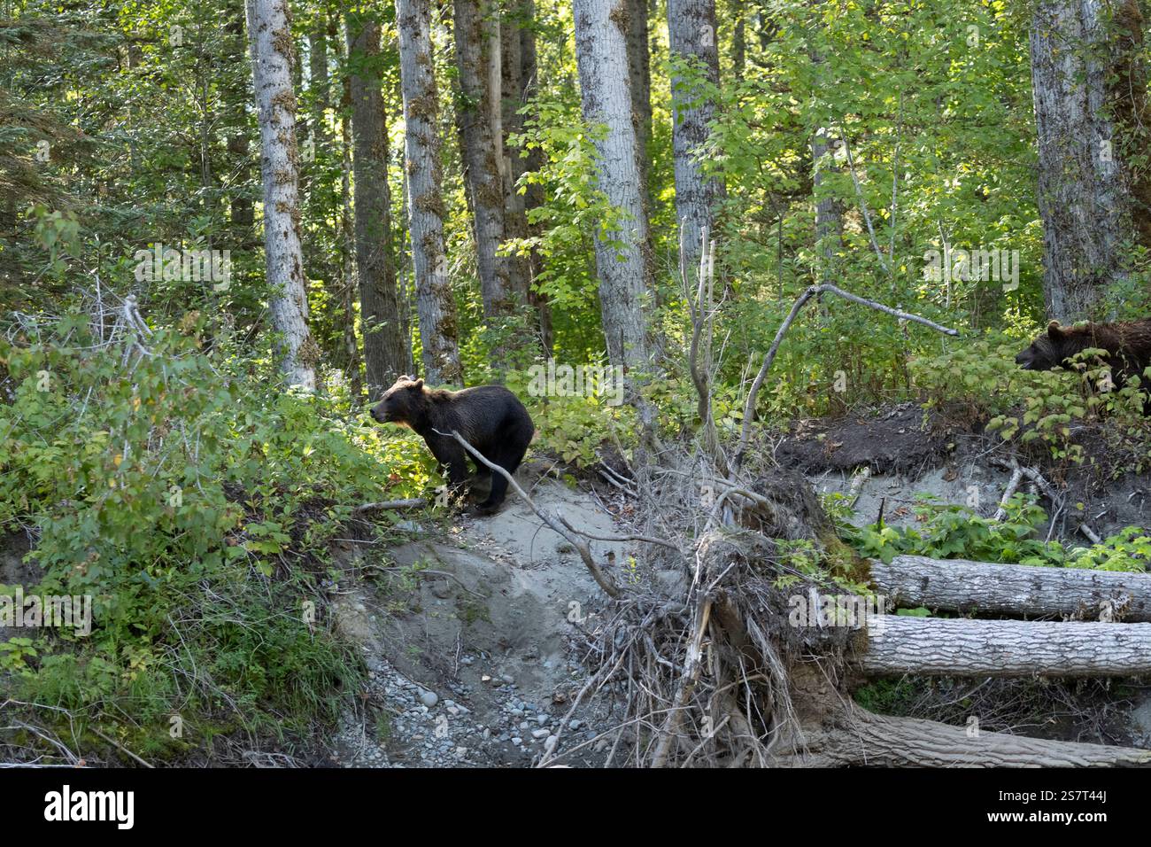 Orso grizzly (Ursula arctos horribilis) pesca Columbia Britannica Canada Foto Stock