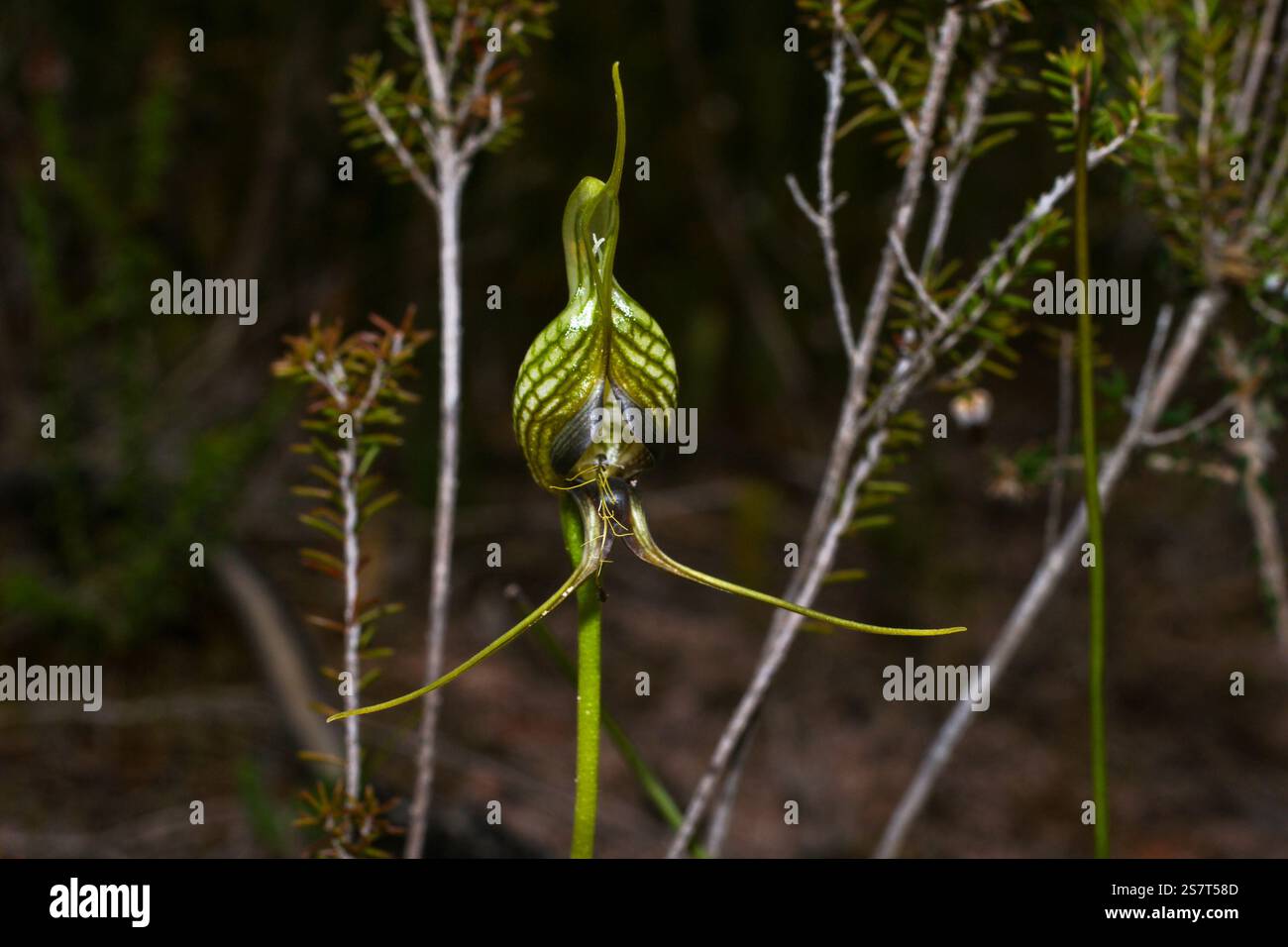 Orchidea di uccelli (Pterostylis barbata) fiore in habitat naturale, Australia occidentale Foto Stock