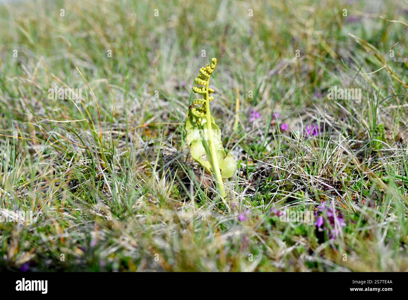 Moonwort (Botrychium lunaria) è una felce originaria dell'emisfero settentrionale e parte dell'emisfero meridionale. Questa foto è stata scattata nella penisola di Snaefellsnes, Foto Stock