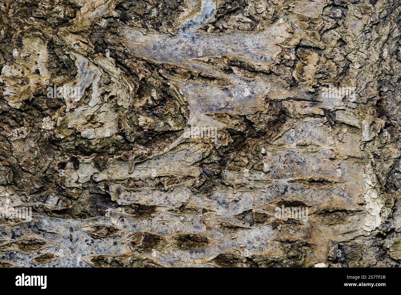 Corteccia marrone di alberi decidui da vicino. Fotografia macro Foto Stock