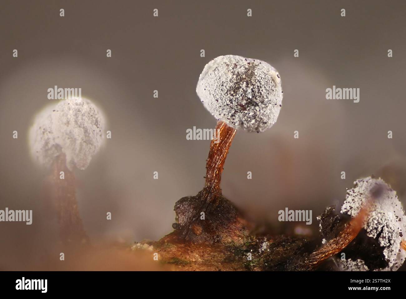 Physarum bahiense, muffa sottile, immagine al microscopio della sporangia Foto Stock
