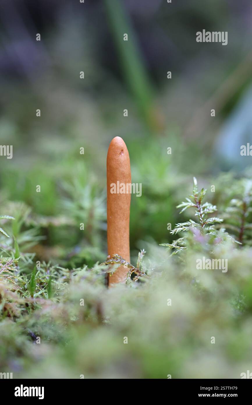 Trichoderma nybergianum, fungo parassita dalla Finlandia, nessun nome inglese comune Foto Stock