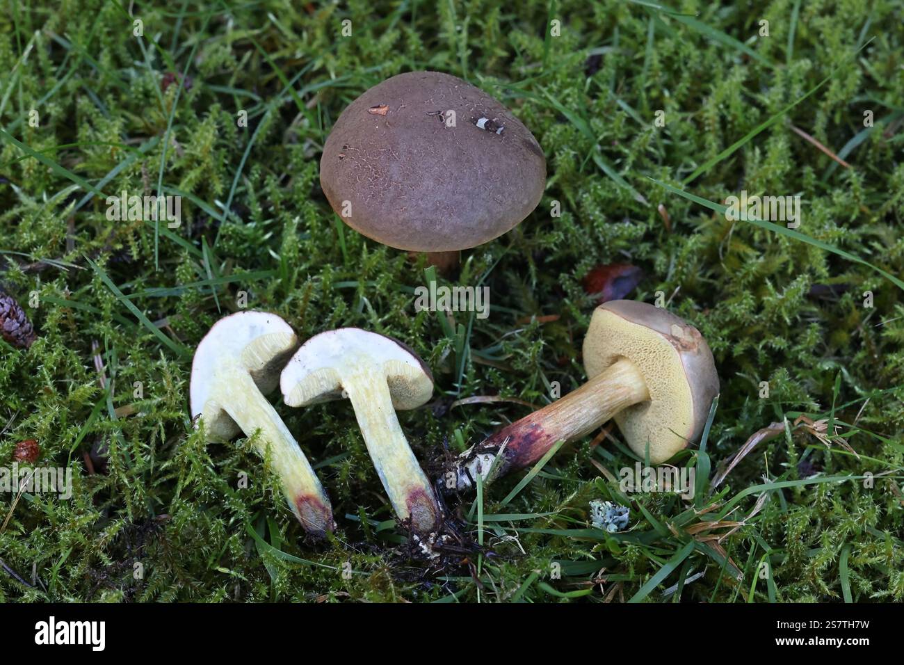 Xerocomellus cisalpinus, precedentemente chiamato Xerocomellus chrysenteron, il bolete rosso crepante Foto Stock