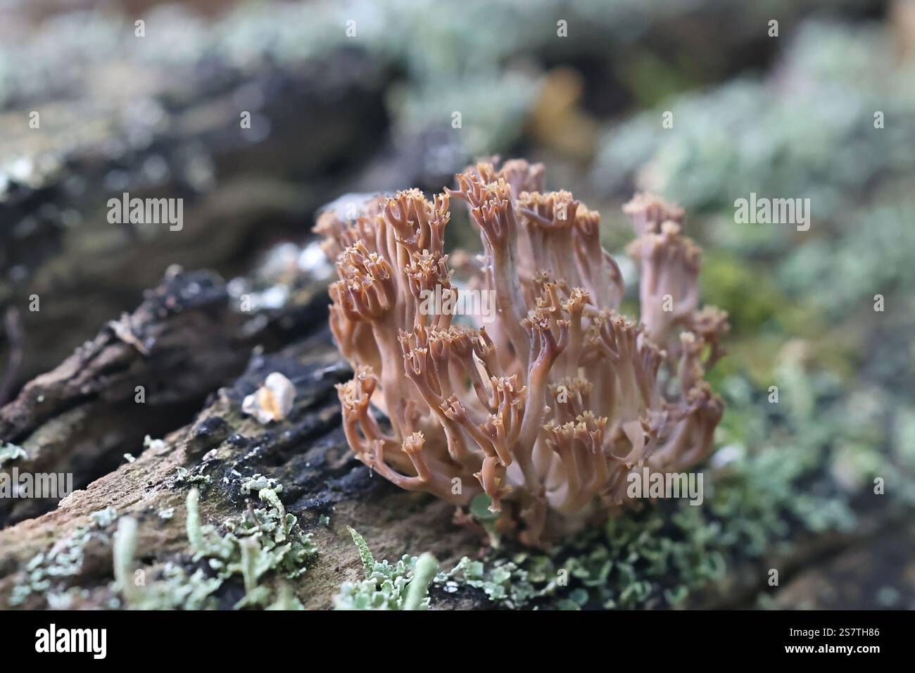 Artomyces pyxidatus, conosciuto come corallo della corona, fungo corallo della corona o corallo di candelabra, fungo selvatico dalla Finlandia Foto Stock