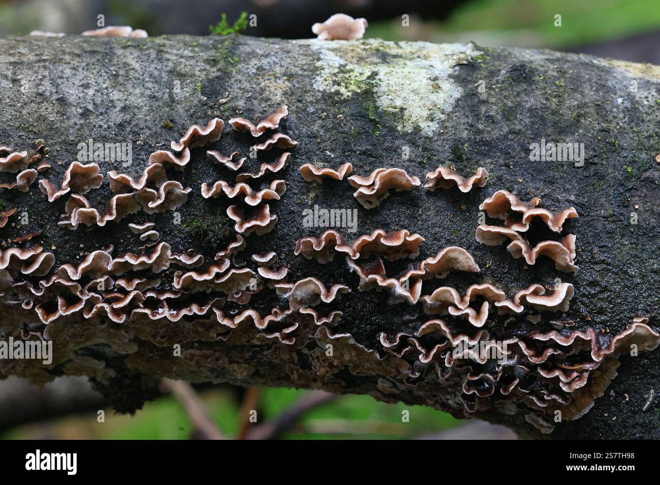 Laxitextum bicolor, un fungo di crosta proveniente dalla Finlandia, nessun nome inglese comune Foto Stock