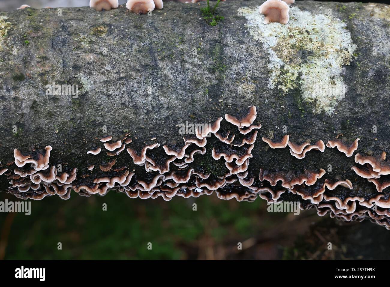 Laxitextum bicolor, un fungo di crosta proveniente dalla Finlandia, nessun nome inglese comune Foto Stock