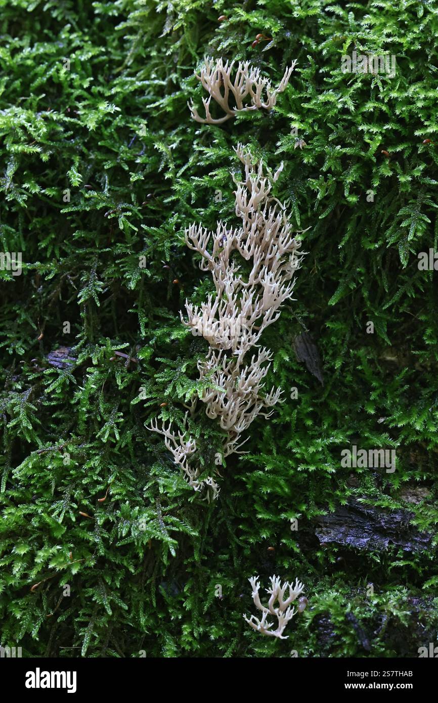 Lentaria byssiseda, un fungo corallino finlandese, nessun nome inglese comune Foto Stock