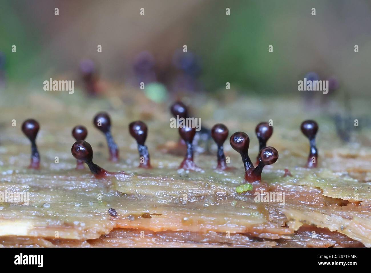 Trichia botrytis, una muffa di lime dalla Finlandia, nessun nome inglese comune Foto Stock