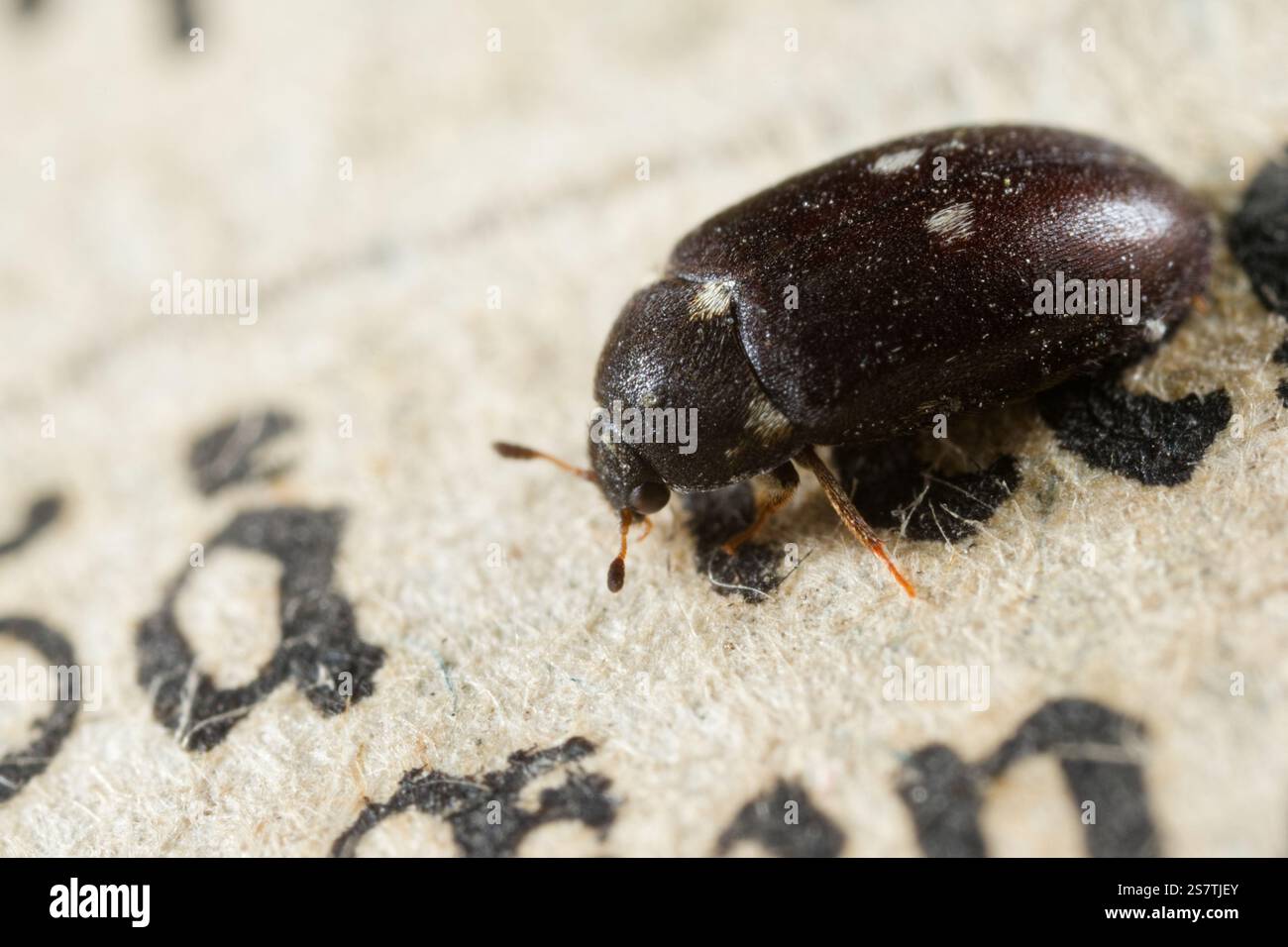 Scarabeo a due macchie (Attagenus pellio) Foto Stock