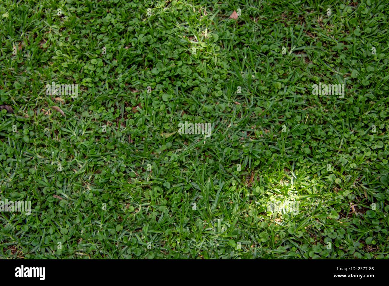 Erba verde con immagini a macchie solari per l'uso su sfondo Foto Stock