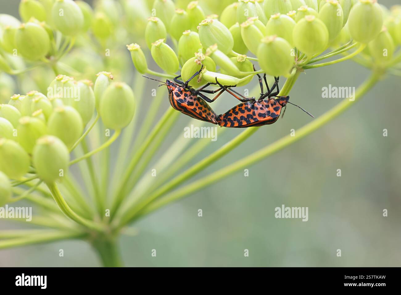 Graphosoma lineatum, comunemente noto come Striped bug o Minstrel bug, un bug dello scudo finlandese Foto Stock
