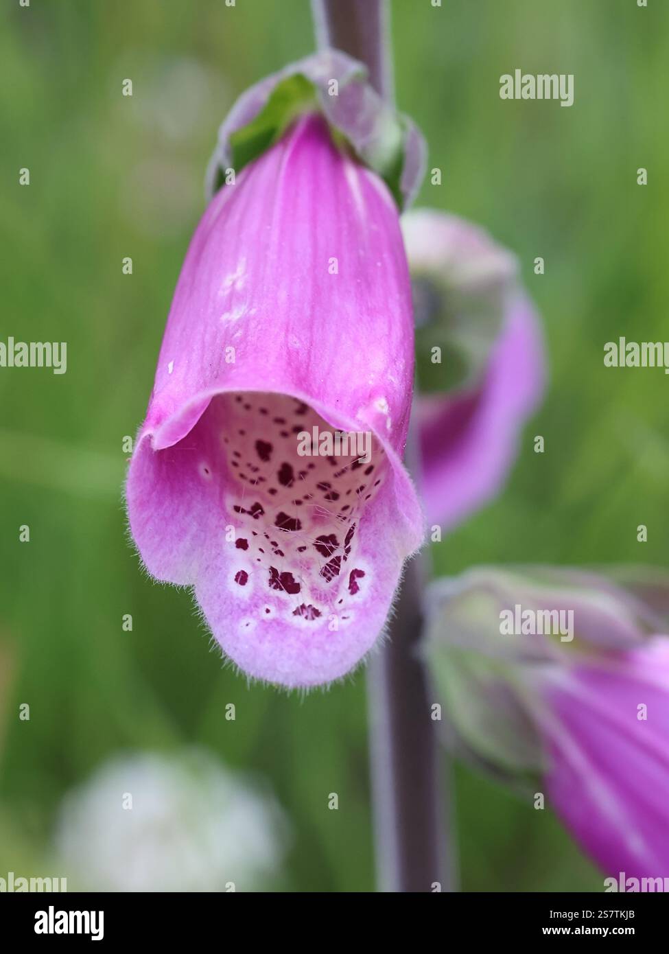 Digitalis purpurea, comunemente noto come foxglove, Lady's gulove o Purple foxglove , fonte tradizionale di medicina del cuore chiamato Digoxin, meglio conosciuto come a Foto Stock