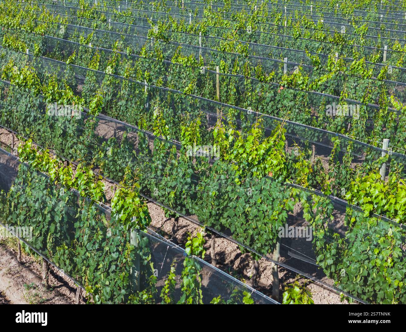 vigneti con tessuti anti-grandine a mendoza Foto Stock