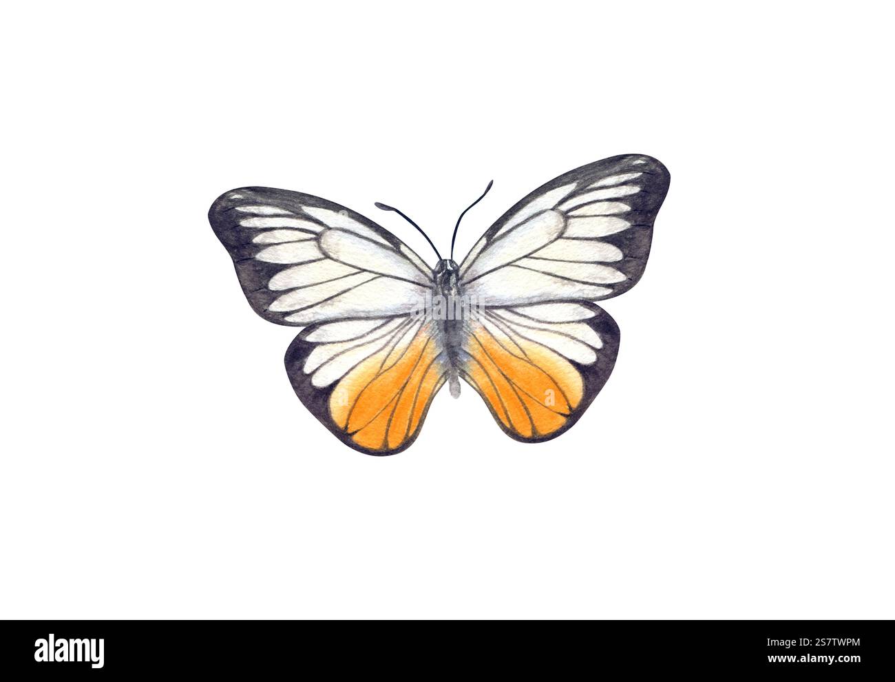 Illustrazione dipinta a mano con clip art a farfalla bianca, arancione e nera. Elemento di insetto di falena fluttuante e volante in stile realistico. Foto Stock