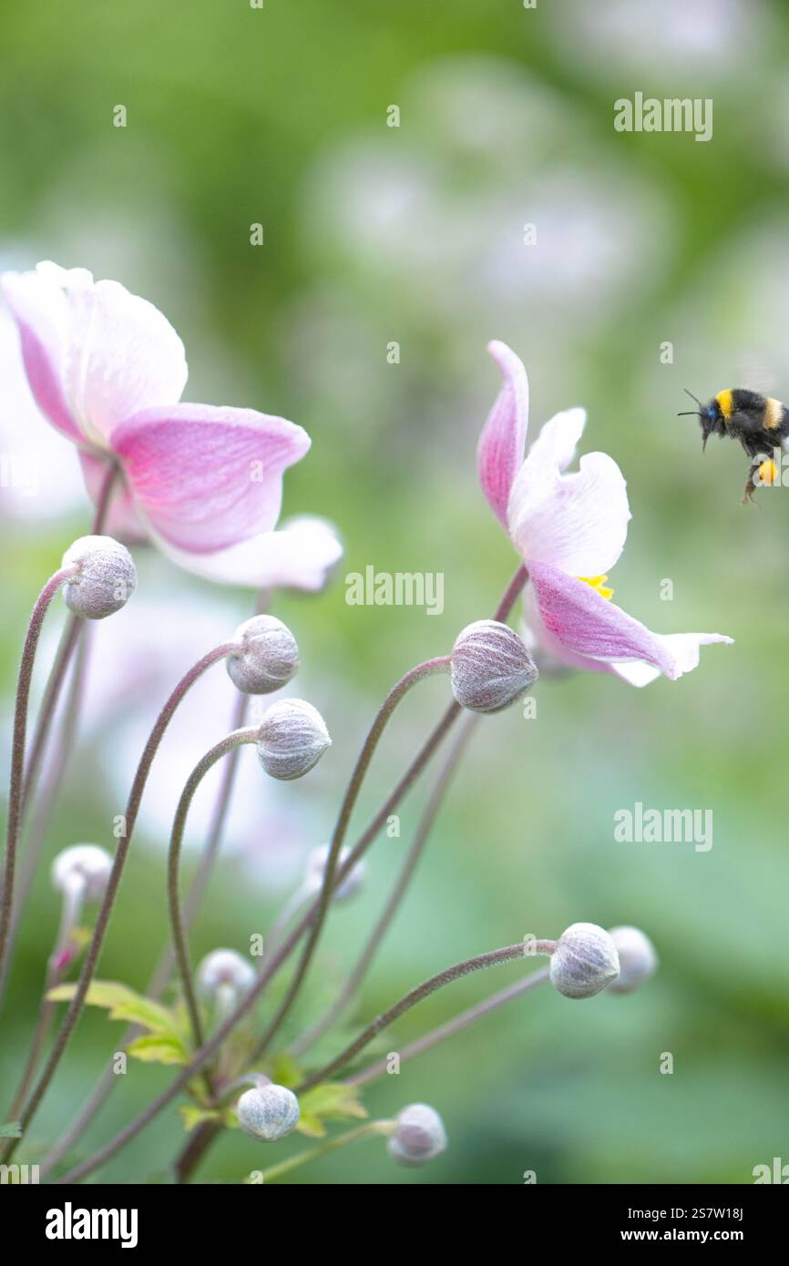 Delicati fiori rosa in fiore con un bumblebee in un giardino, Danimarca. Foto Stock