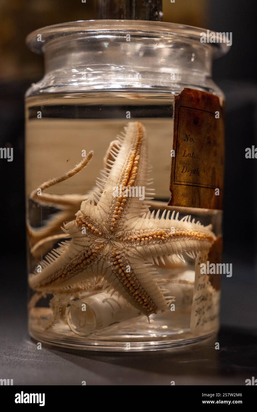 Stelle marine all'interno di un barattolo. Oggetti esposti nel Museo Nazionale della Royal Navy. Gennaio 2025. Foto Stock