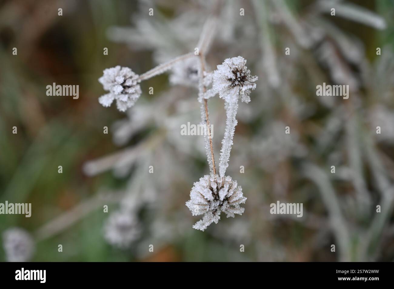 Foto macro delle teste di semi gelati in un paesaggio invernale. I delicati cristalli di ghiaccio mettono in risalto gli intricati dettagli delle piante, con un morbido, b Foto Stock