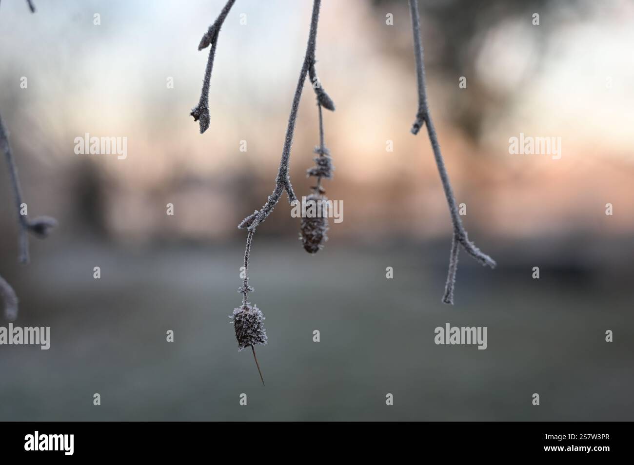 Rami ricoperti di ghiaccio durante l'alba in inverno Foto Stock