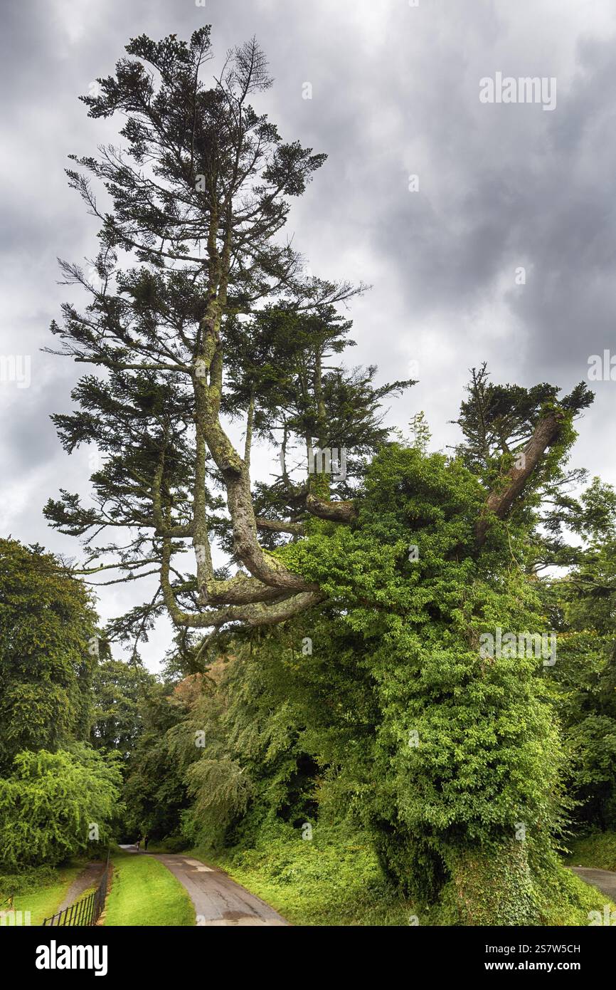 Alberi bizzarri nel parco, Muckross House & Gardens, Killarney National Park, Ring of Kerry, Iveragh Peninsula, County Kerry, IRELA Foto Stock