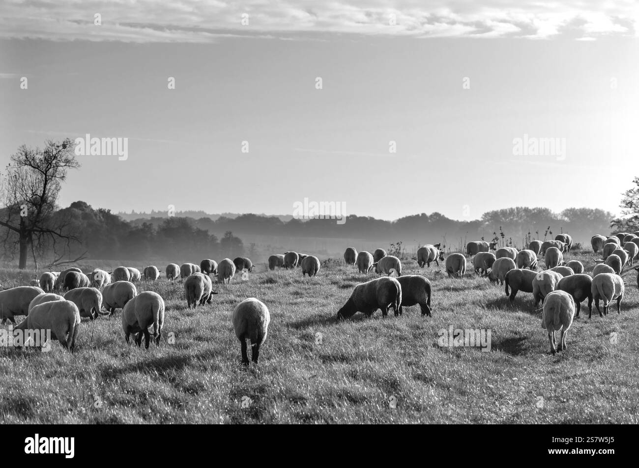 Pecora dalla testa nera (Ovis gmelini aries) su un pascolo lussureggiante, Rehna, Meclemburgo-Vorpommern, Germania, Europa Foto Stock
