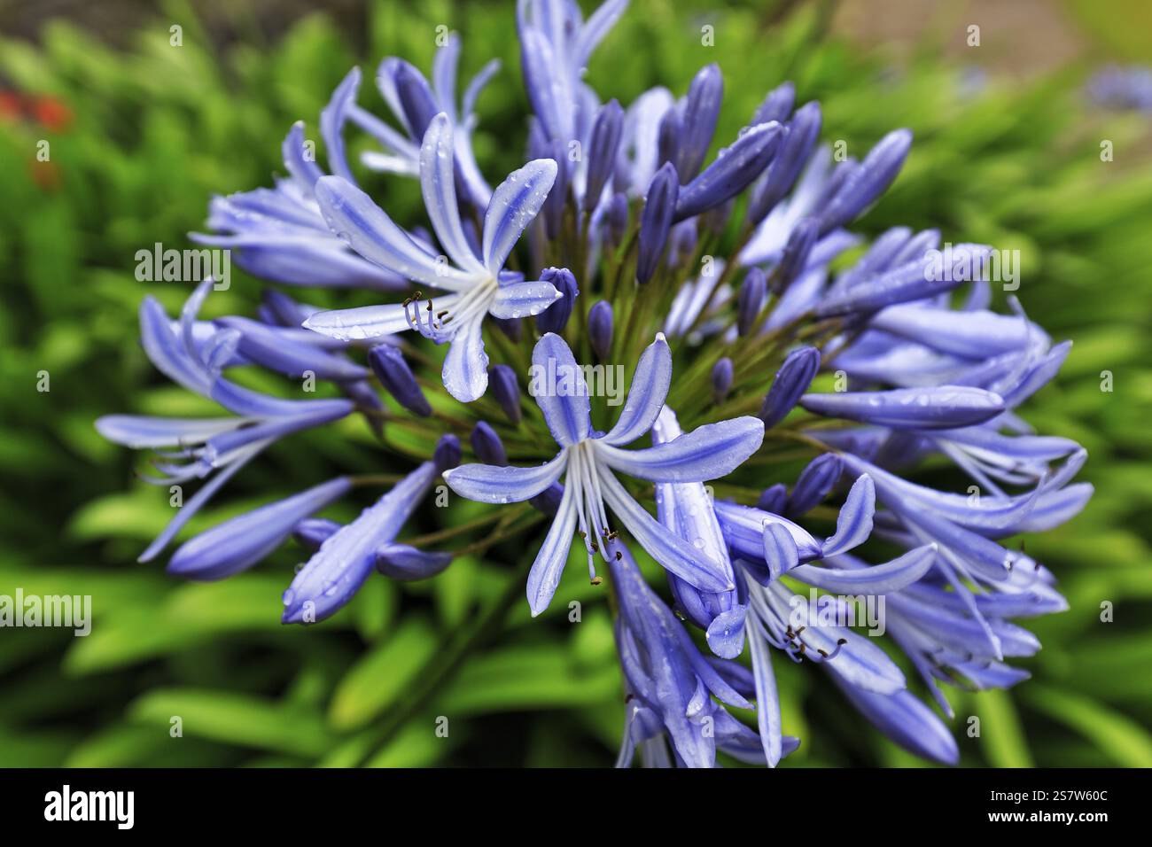 Giglio blu (Agapanthus), fiore d'amore, primo piano, Muckross House & Gardens, Killarney National Park, strada panoramica Ring of Kerry, Iveragh Peninsula, Cou Foto Stock