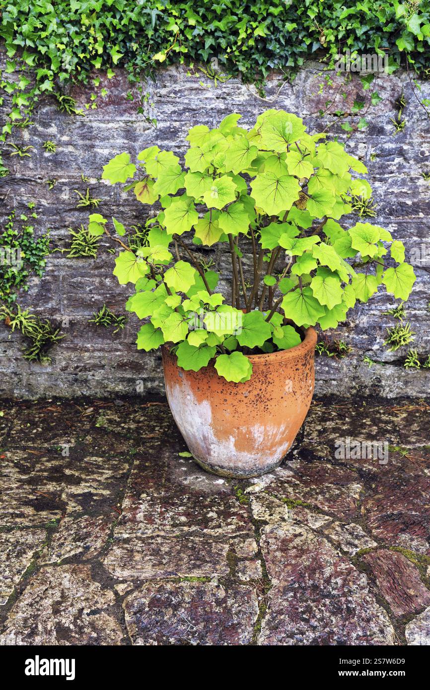 Pianta in vaso di fronte a un muro di pietra, Muckross House & Gardens, Killarney National Park, Ring of Kerry, Iveragh Peninsula, County Kerry, Foto Stock