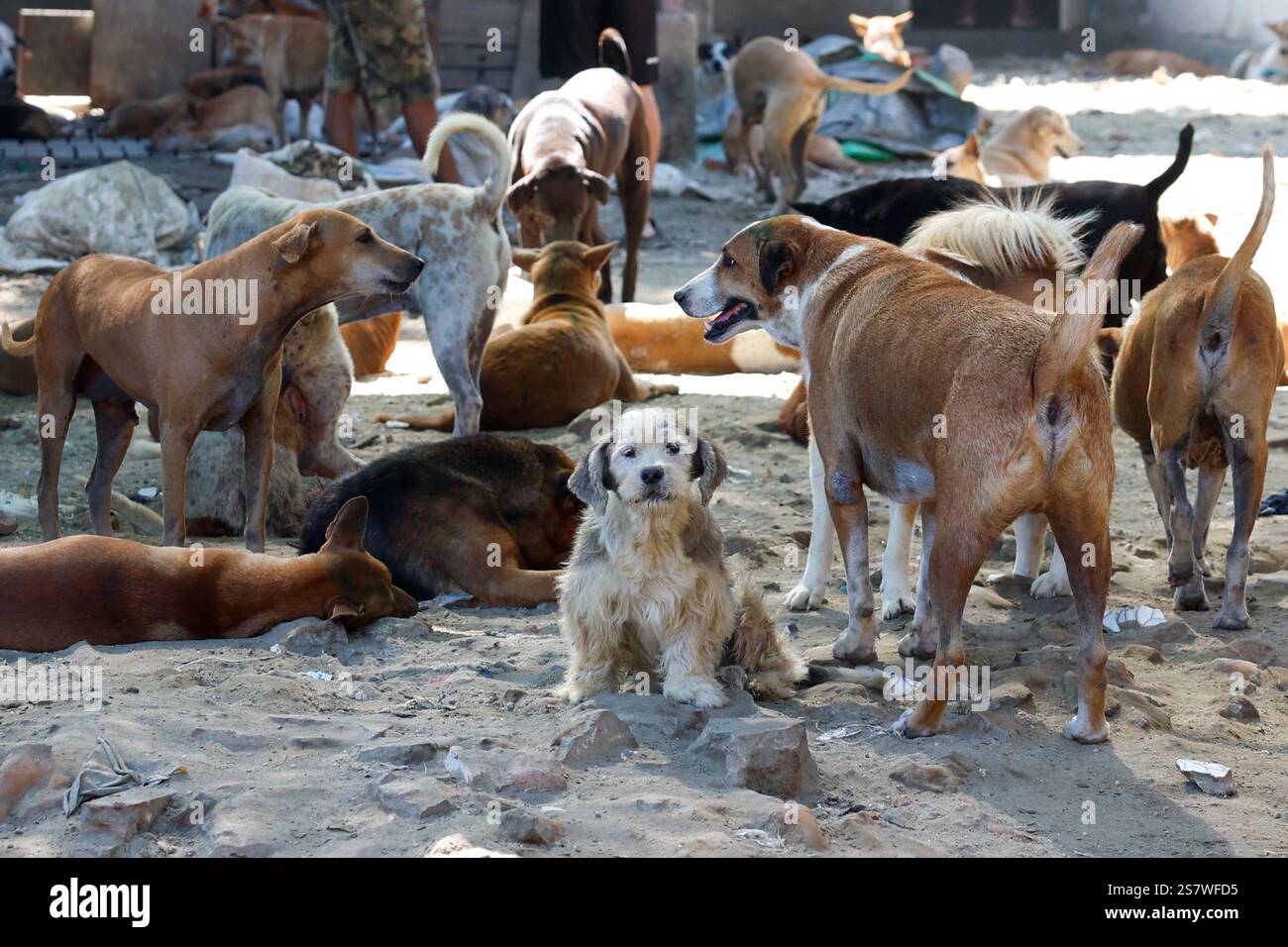 Yangon. 18 gennaio 2025. Questa foto scattata il 18 gennaio 2025 mostra i cani randagi in un rifugio di salvataggio degli animali nella periferia di Yangon, Myanmar. PER ANDARE CON "Feature: Sanctuary porta speranza agli animali randagi in Myanmar" crediti: Myo Kyaw Soe/Xinhua/Alamy Live News Foto Stock