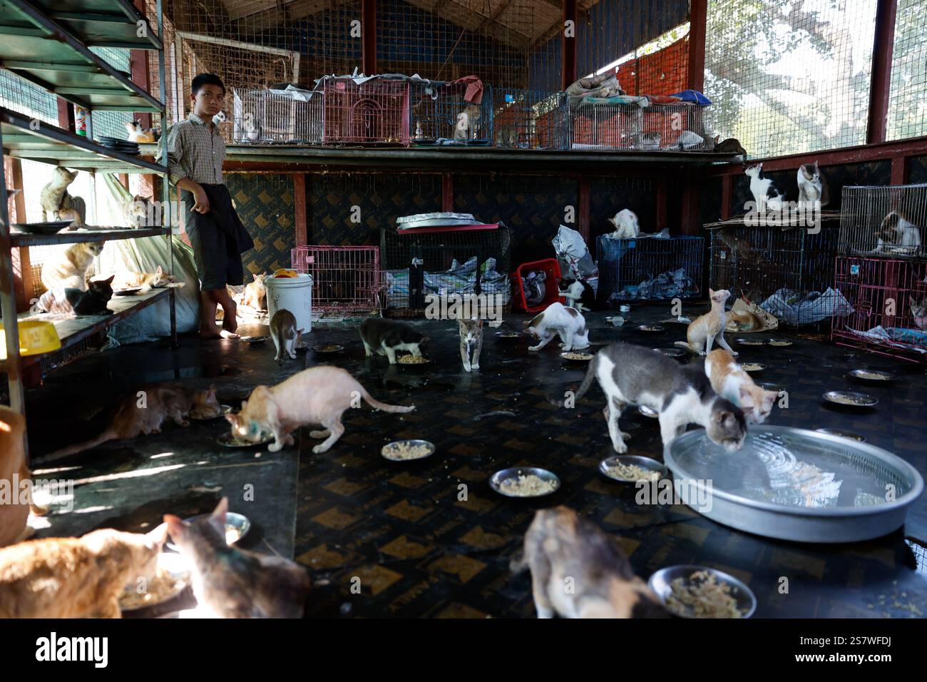 Yangon. 18 gennaio 2025. Questa foto scattata il 18 gennaio 2025 mostra i gatti randagi in un rifugio di salvataggio degli animali nella periferia di Yangon, Myanmar. PER ANDARE CON "Feature: Sanctuary porta speranza agli animali randagi in Myanmar" crediti: Myo Kyaw Soe/Xinhua/Alamy Live News Foto Stock