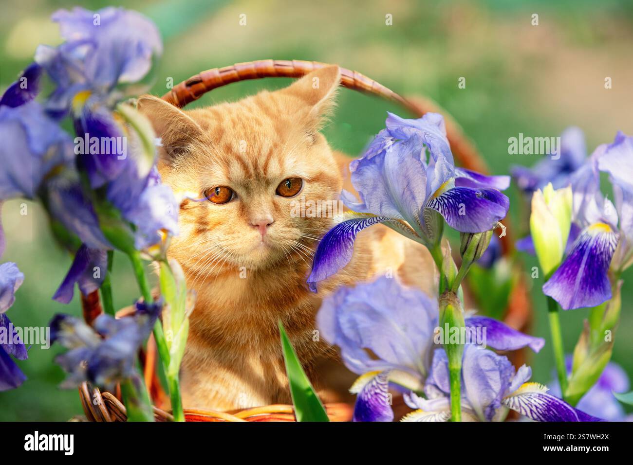 Simpatico gattino di zenzero seduto in un cesto accanto ai fiori di Iris in giardino Foto Stock