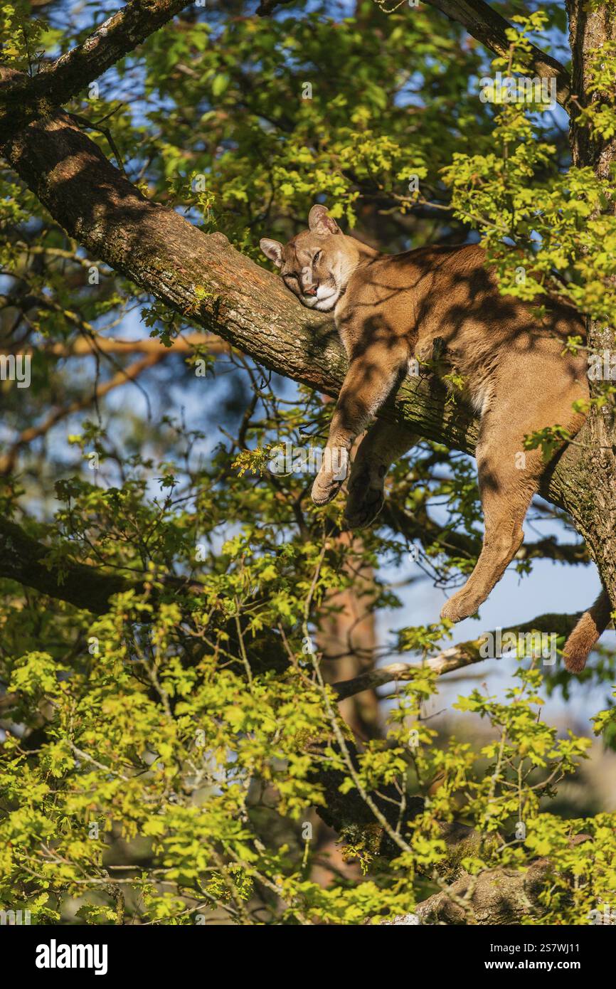 Un puma adulto, puma concolor, riposa su un grande ramo in alto in una quercia Foto Stock