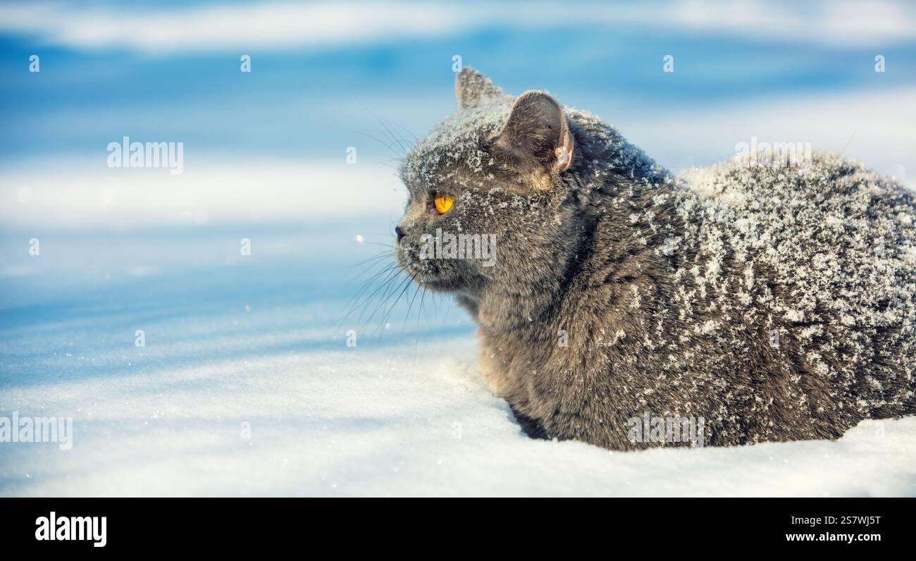 Gatto Blue British shorthair giacente all'aperto in inverno. Il gatto è nella neve profonda. Vista laterale Foto Stock