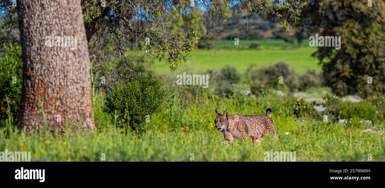 Lynx iberica, Lynx pardinus, Mediterranean Forest, Castilla la Mancha, Spagna, Europa Foto Stock