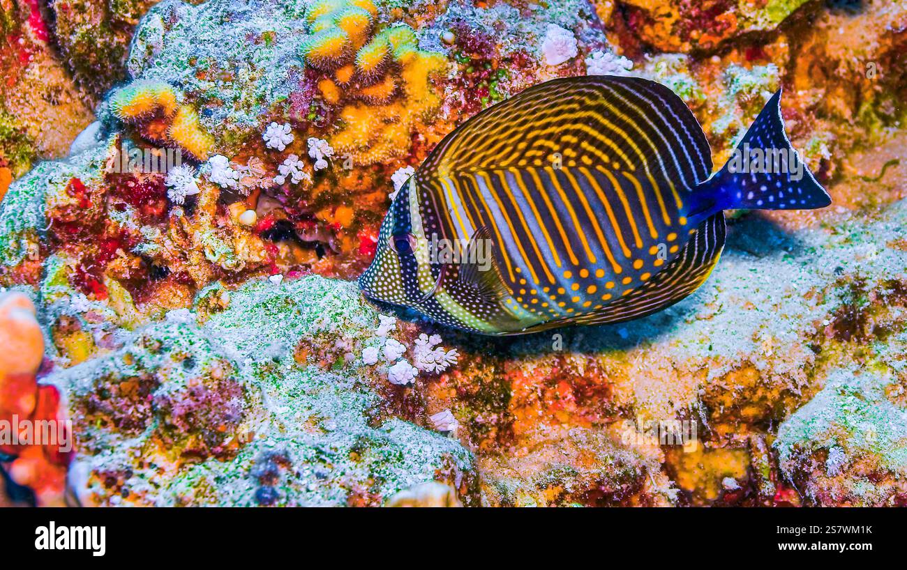 Pesci di barriera corallina, barriera corallina, Mar Rosso, Egitto, Africa Foto Stock