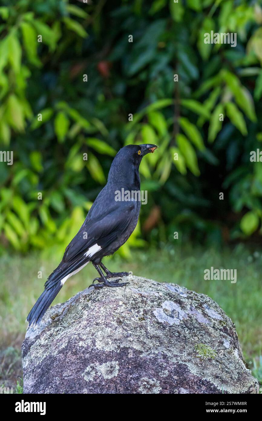 Pied Currawong seduto su una pietra e mangiando un insetto, Queensland, Australia. Foto Stock