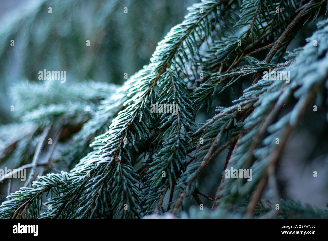 Primo piano di un brunch verde di pini ghiacciati e innevati in inverno, sfondo boschivo sfocato Foto Stock