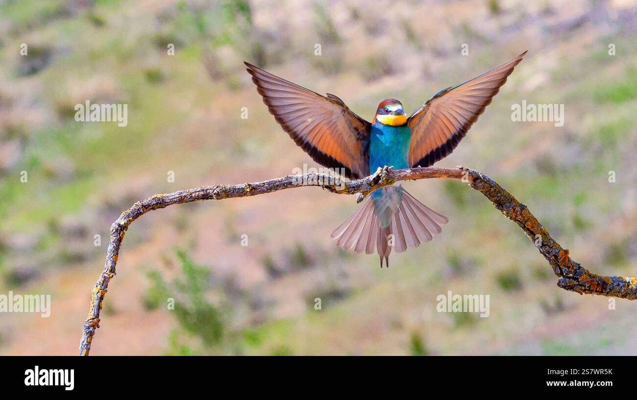 Apicoltura, Merops apiaster, Mediterranean Forest, Castilla y Leon, Spagna, Europa Foto Stock