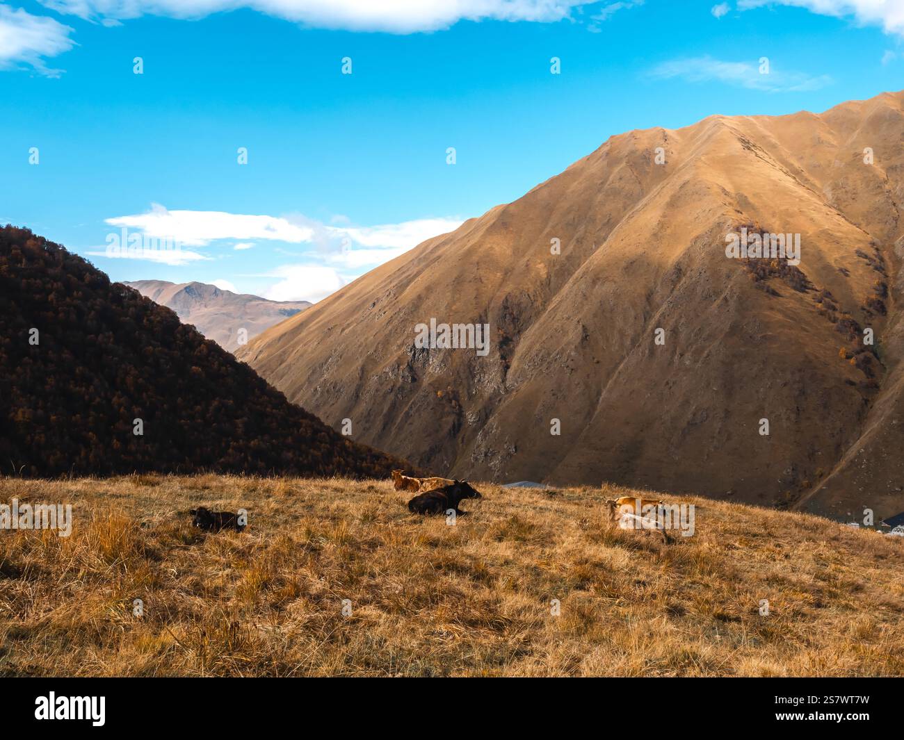 Branco di mucche adagiate sulle colline autunnali sullo sfondo blu del cielo, soleggiato giorno, vista a piedi a Juta, Georgia. Verdi, marroni e gialli di erba su piccoli m Foto Stock