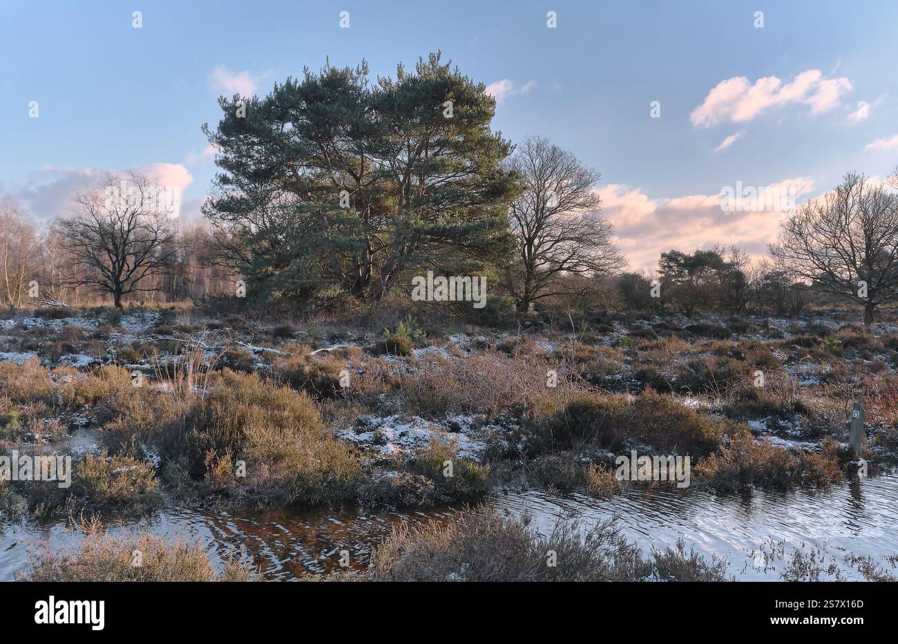 Un tranquillo scenario invernale caratterizzato da un grande pino circondato da un'erica ghiacciata e da un laghetto riflettente sotto un morbido cielo pastello su Terhorsterzand. Drent Foto Stock