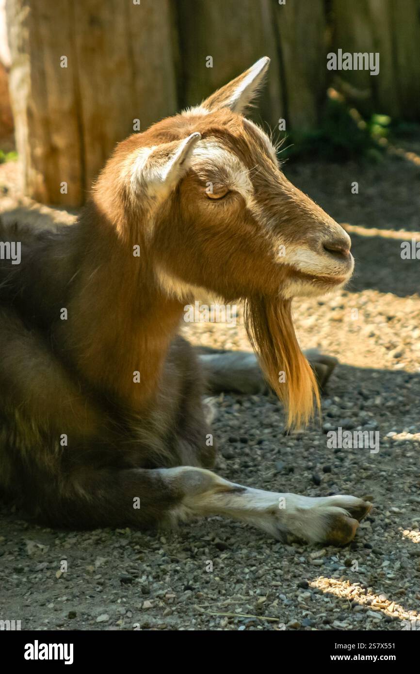 Una capra con la barba lunga è stesa per terra. La capra è marrone e bianca Foto Stock