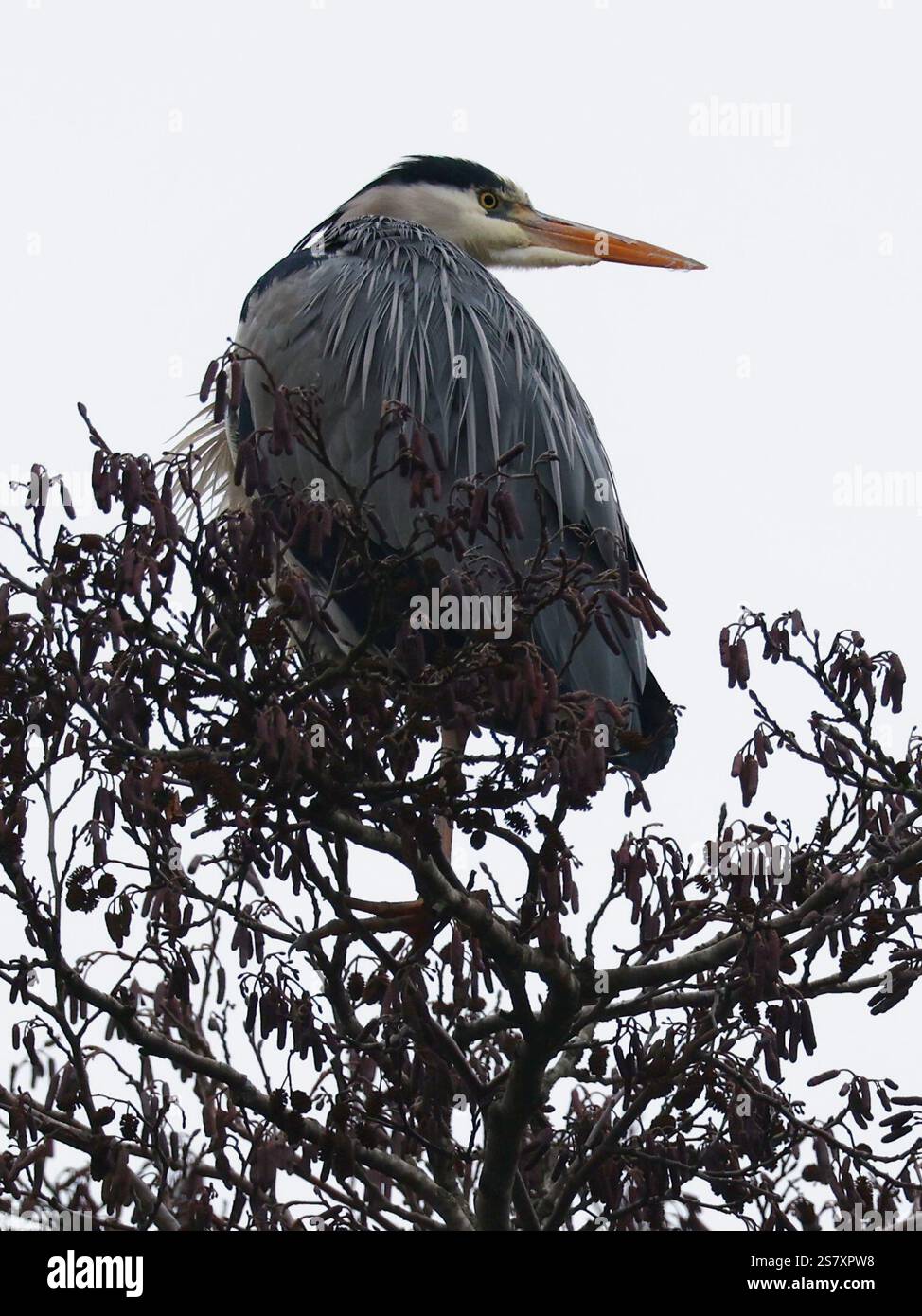 Heron seduto su un albero Foto Stock