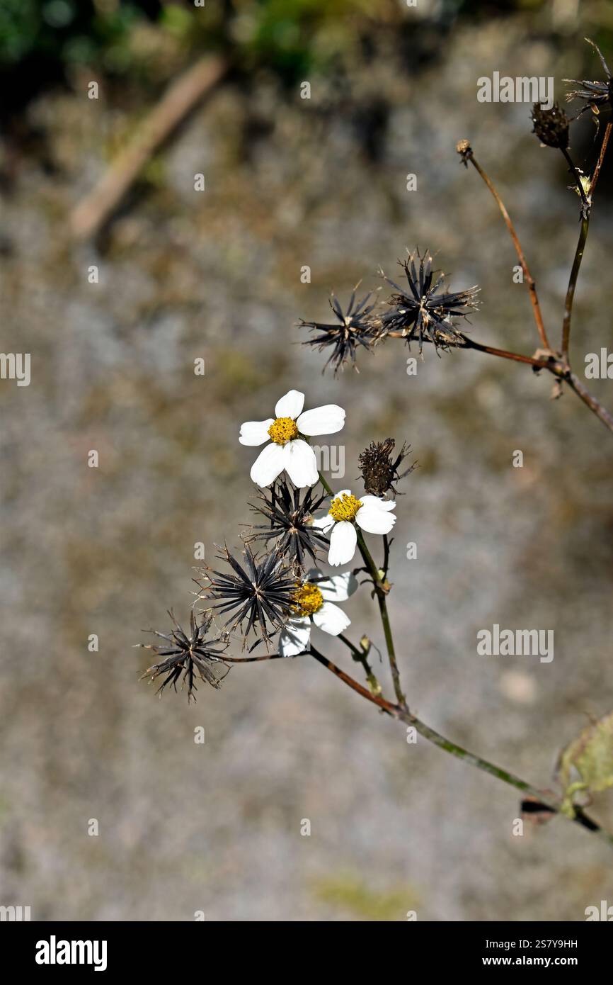 Fiori e semi di black jack (Bidens pilosa) a Teresopolis, Rio de Janeiro, Brasile Foto Stock