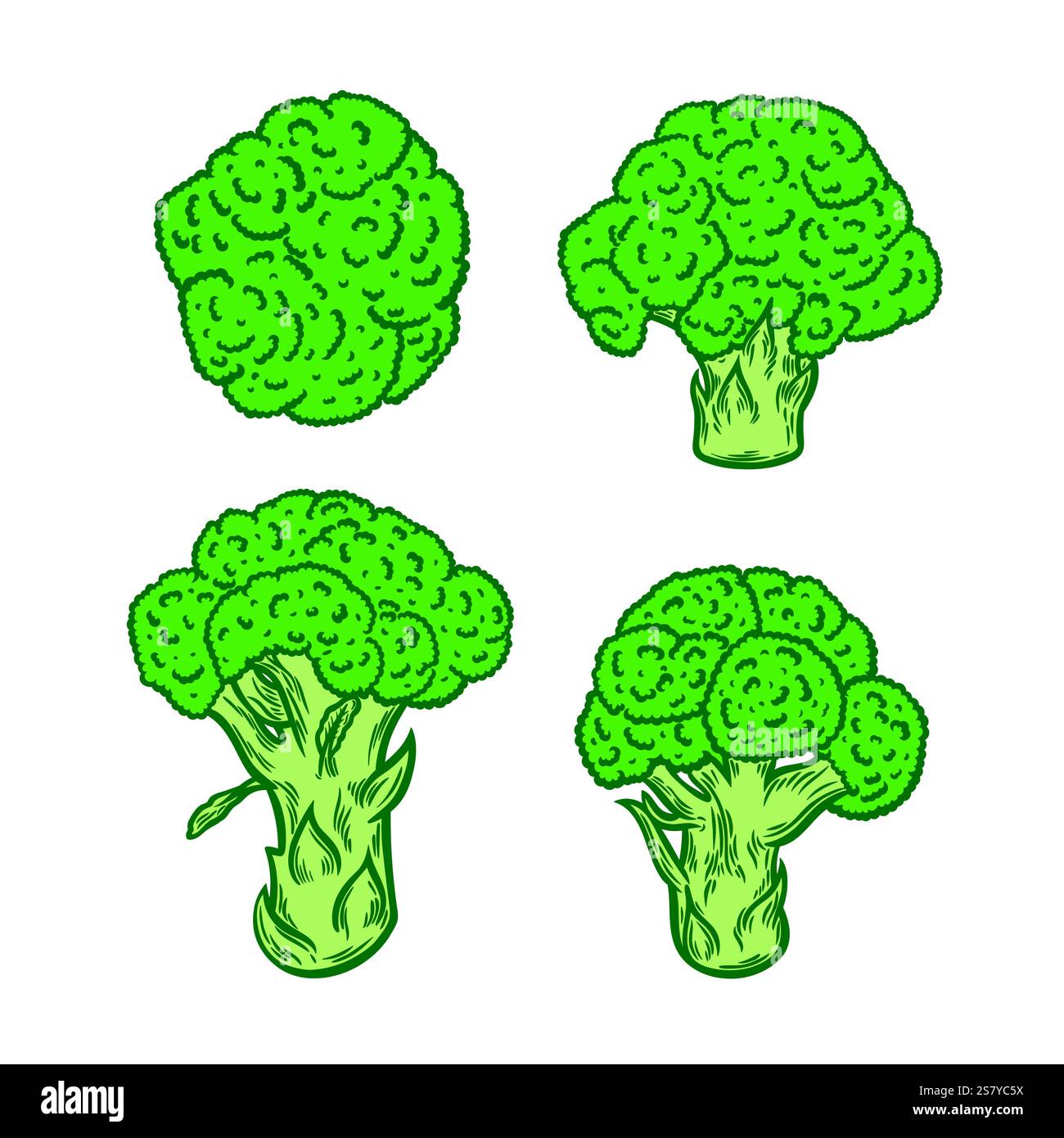 Immagine a colori dei broccoli su sfondo bianco Illustrazione Vettoriale