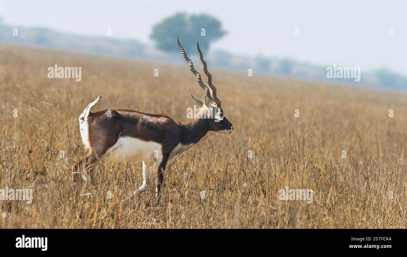 Il tal Chappar Wildlife Sanctuary nel Rajasthan è un paradiso per i blackbucks. Queste graziose antilopi sono note per il loro caratteristico rivestimento bianco e nero Foto Stock