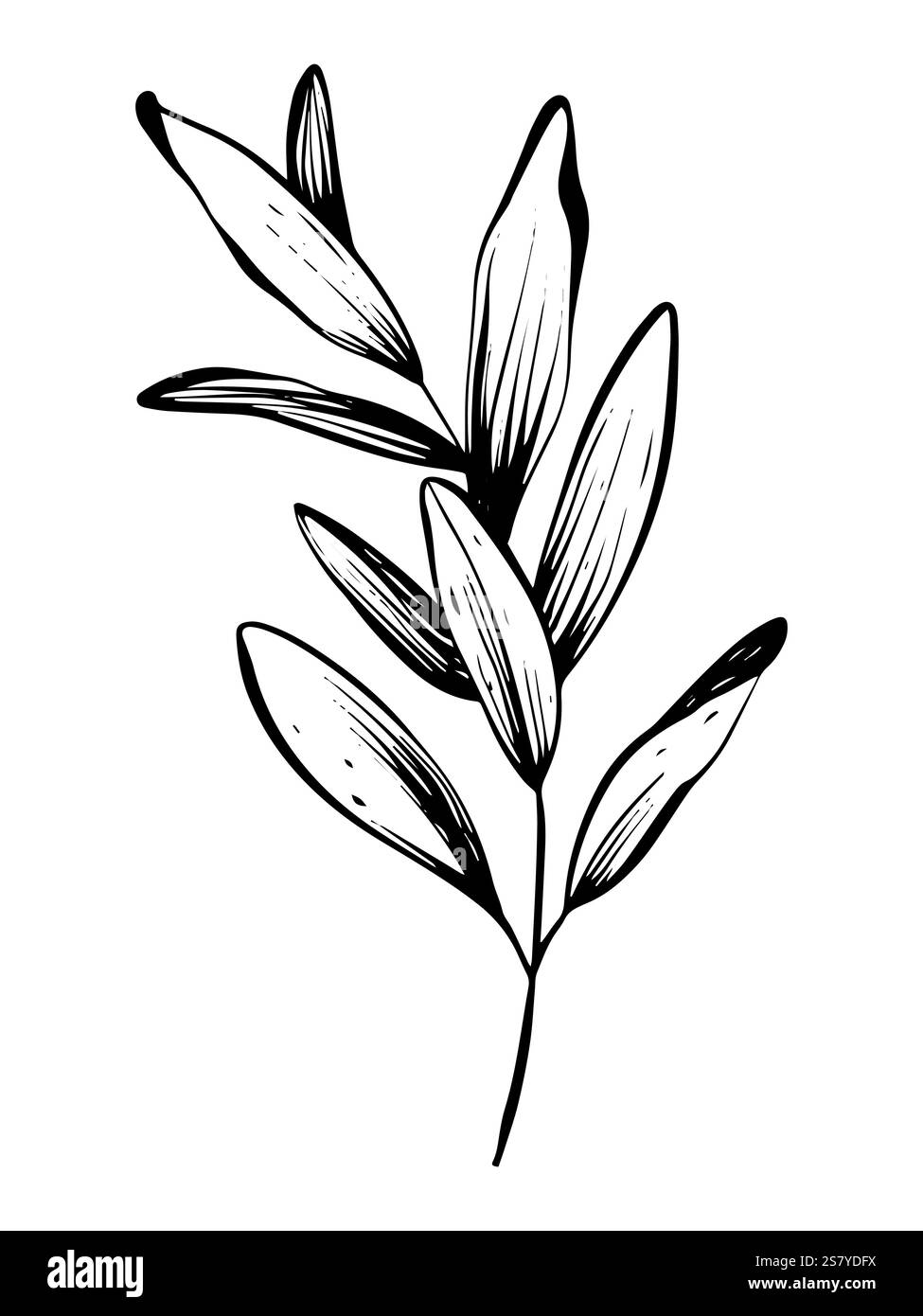Illustrazione botanica minima di erbe e congedo. Design lineare disegnato a mano con inchiostro nero ed elementi isolati per biglietti d'auguri e inviti di nozze Illustrazione Vettoriale