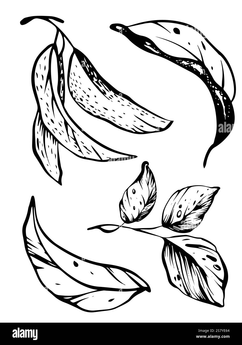 Illustrazione botanica minima di erbe e congedo. Design lineare disegnato a mano con inchiostro nero ed elementi isolati per biglietti d'auguri e inviti di nozze Illustrazione Vettoriale