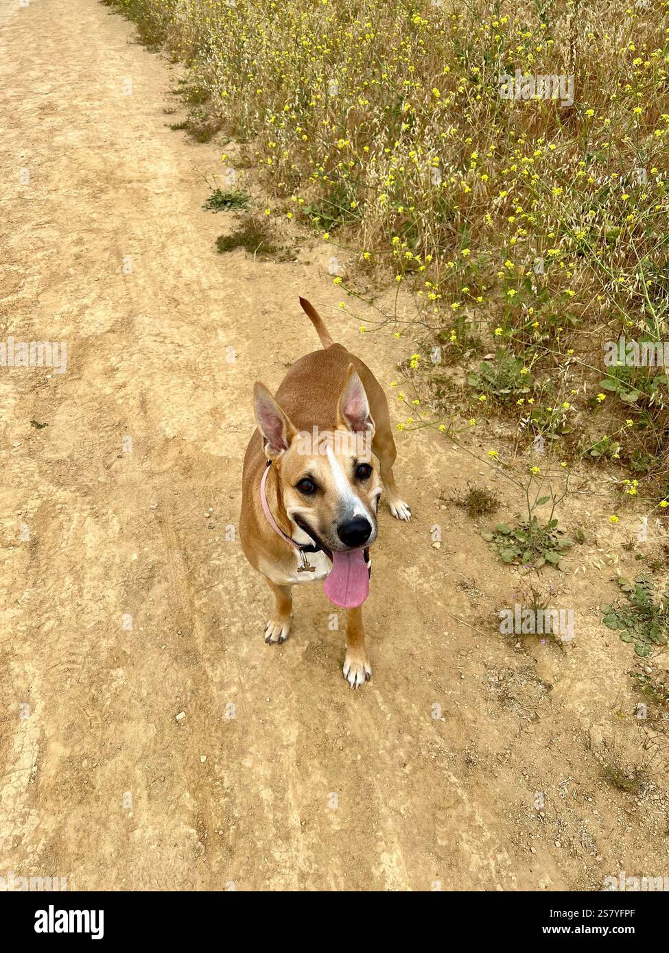 Un mix felice di pastore Pitbull-tedesco che si gode un'escursione senza guinzaglio, guardando direttamente alla fotocamera con un'espressione allegra. Catturati in spiaggia Foto Stock
