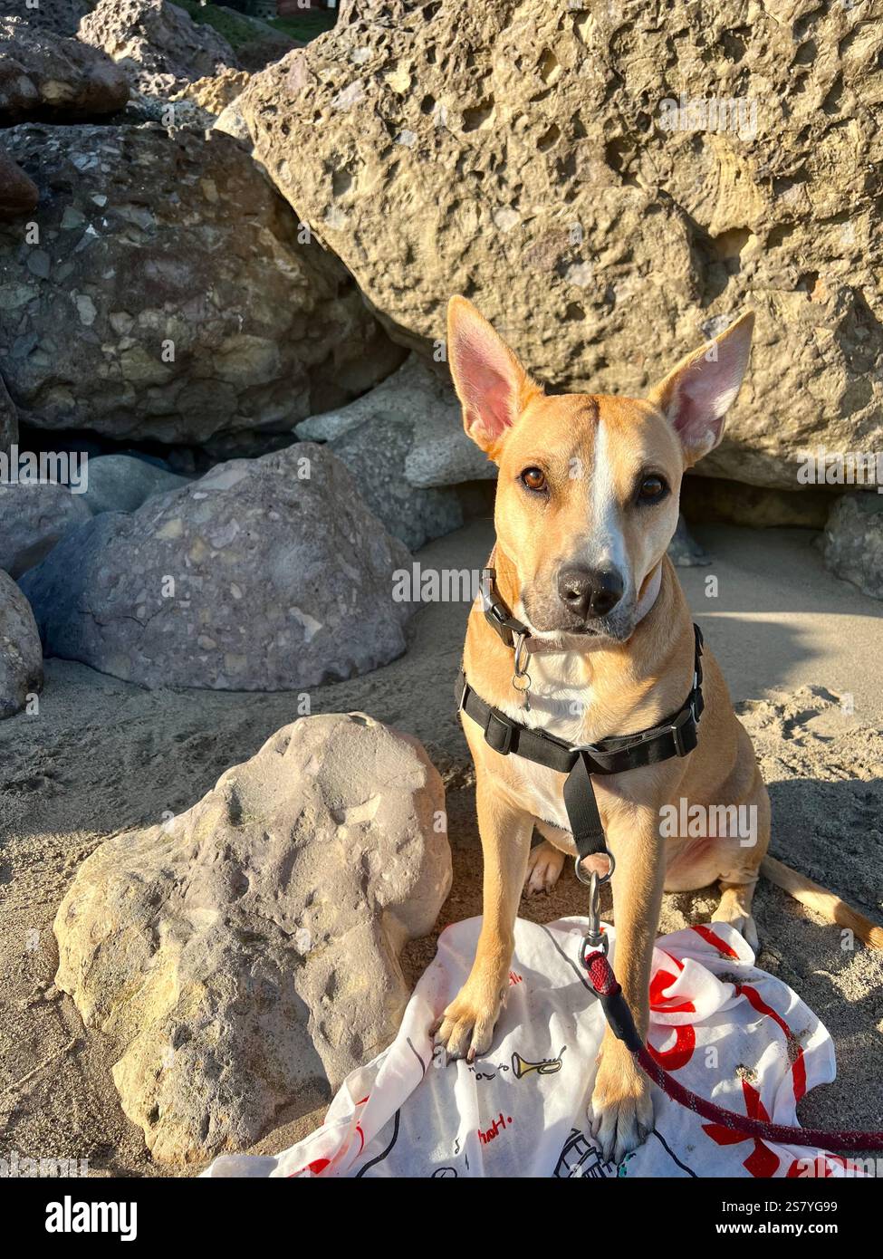 Il cane Pitbull-Shepard Terrier color marrone è seduto sulla spiaggia di Malibu vicino alle rocce. Ritratto di cane felice Foto Stock