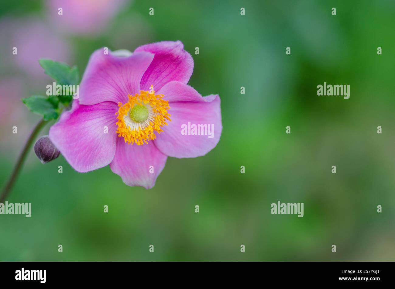 Anemone giapponese, anemone x hybrida fiore "Robustissima" - primo piano, sfondo verde, con spazio a destra per copia/testo,.UK. Foto Stock