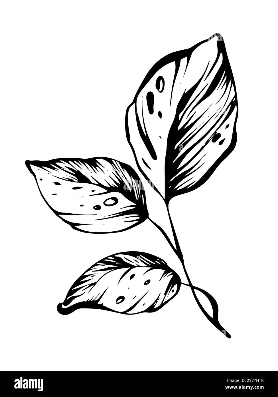 Illustrazione botanica minima di erbe e congedo. Design lineare disegnato a mano con inchiostro nero ed elementi isolati per biglietti d'auguri e inviti di nozze Illustrazione Vettoriale